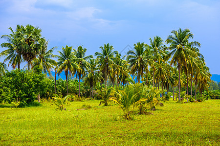 与绿色领域和蓝天的可可椰子白色沙滩K 叶子图片