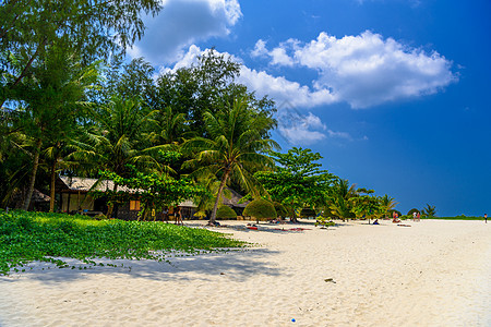马里布海滩的棕榈和沙子 苏拉塔尼省戈夫潘干岛 椰子 异国情调图片