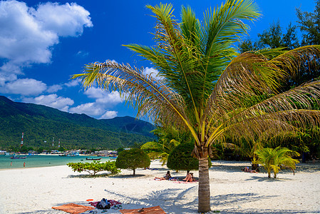 马里布海滩的棕榈和沙子 苏拉塔尼省戈夫潘干岛 旅行 夏天图片