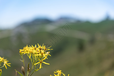 甘彭旺的耶洛花图片