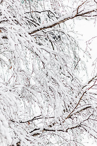 在厚厚的雪层下 夹紧的圆形 霜 晴天 户外 木头图片