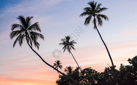 法属波利尼西亚热带日落 橙子 泻湖 夏天 天堂 棕榈图片