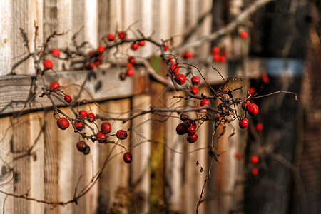 日落时 红秋莓在日落时木的旧篱笆上的树枝上 圣诞节 水晶图片