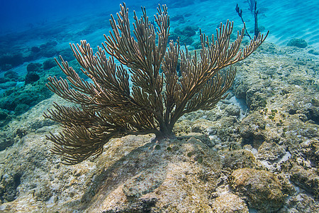 大西洋软软珊瑚图片