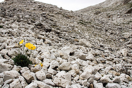 多洛米的黄色花朵 场地 草 高山 山 夏天 自然图片