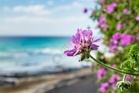 富尔蒂芬图拉花图片