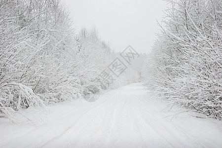 美丽的冬天风景 冬季森林里有雪地路 冻结 自然图片