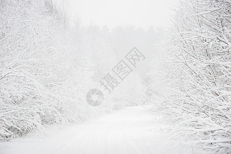 美丽的冬天风景 冬季森林里有雪地路 木头 降雪图片