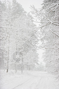 美丽的冬天风景 冬季森林里有雪地路 霜 自然图片