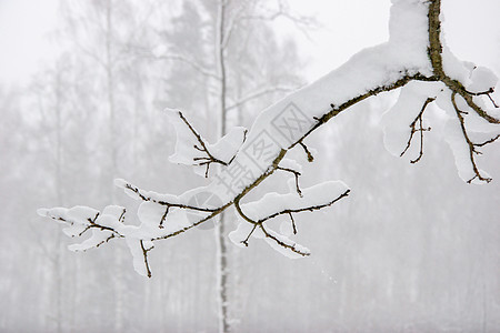 树枝上布满厚厚的雪高清图片