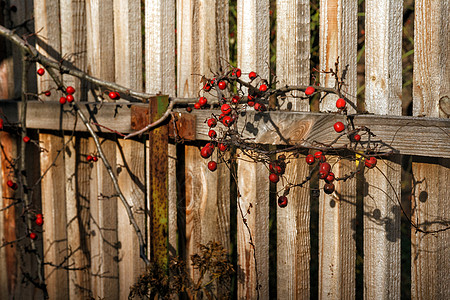 红椿木日落时 红秋莓在日落时木的旧篱笆上的树枝上 杰出的 蓝色的背景