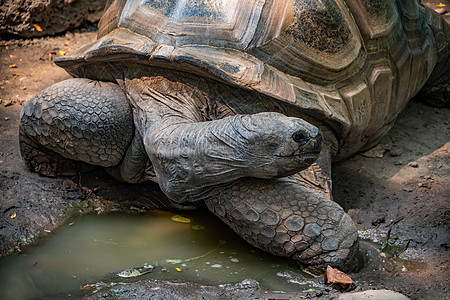 阿尔达布拉乌龟 Aldabra 图片