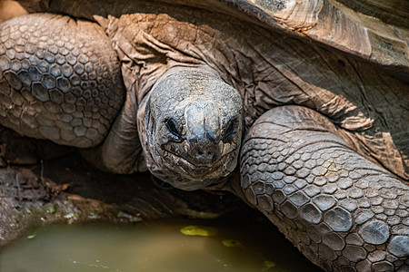 Aldabra 乌龟近视图片
