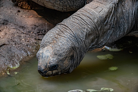 Aldabra 乌龟外观图片