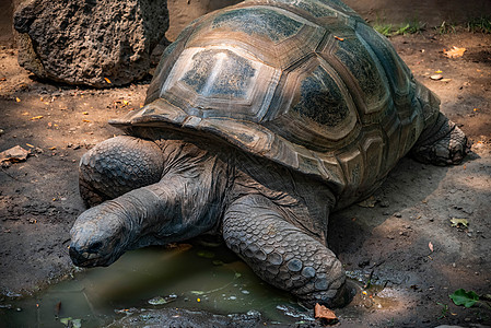 Aldabra 乌龟在移动图片