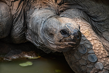 Aldabra 乌龟图片