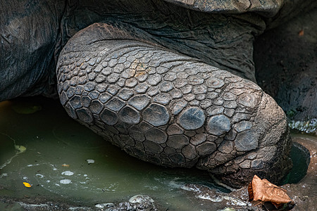 Aldabra 水土在腿上的缩放图片