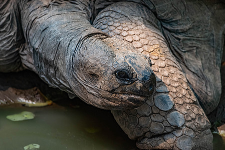 Aldabra 乌龟游荡图片