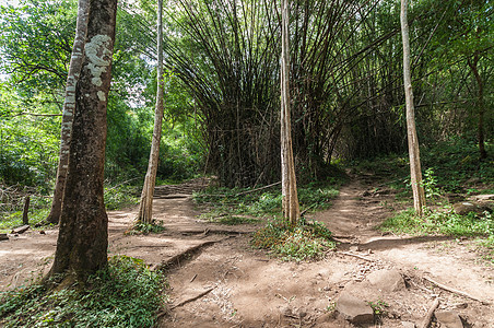 森林景观中的土壤路径 荒野 植被 勘探 自由 白天图片