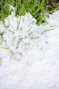 冬天绿草上白雪 霜 晴天 环境 闪亮的 天气 绿色的 冻结图片