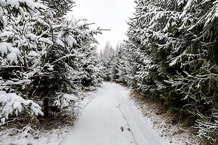 有树和雪的路径 冰冷的 巴伐利亚 蓝色的 一月 季节 覆盖图片