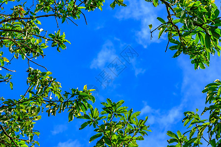 带有树和蓝天空的自然框架 草地 海滩 宁静图片