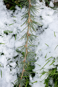 冬天在一棵小绿树上下雪图片