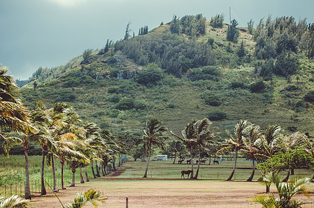 风把棕榈树叶移到美国夏威夷的马上图片