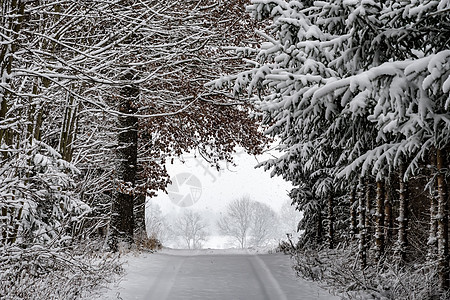 有树木和积雪的公路 天气 德国 降雪 天空 霜 蓝色的图片