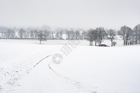 有树和雪的路径 场景 德国 公园 木头 户外图片