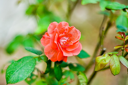 关闭在绿色分支的美丽的一朵红色玫瑰 花园里的玫瑰和花蕾 情人节背景 粉红色的玫瑰与新鲜的树叶树枝 春夏婚礼浪漫优雅约会婚姻的象征图片