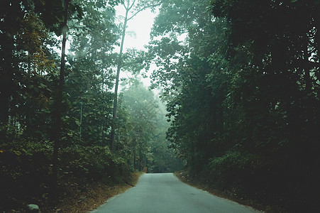 神秘的有雾的森林道路在第一缕阳光下 空旷的乡村泥土湿路的乡村风光 穿过雾蒙蒙的秋林 树叶茂盛 旅行旅游和自然背景概念图片