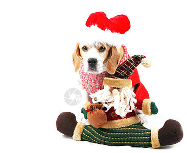 可爱的圣诞小狗狗 迷人的 圣诞节 宠物 有趣的 帽 假期图片