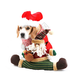 可爱的圣诞小狗狗 问候语 婴儿 比熊 宠物 迷人的图片