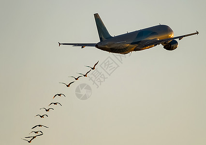 一群鸟在飞机后飞来飞去图片
