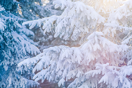 白雪红 天气 太阳 庆祝 降雪 圣诞节 庆典 冬季 季节图片