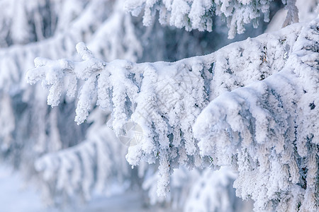 白雪红 天空 树 美丽的 圣诞节 一月 木头 天气 降雪图片