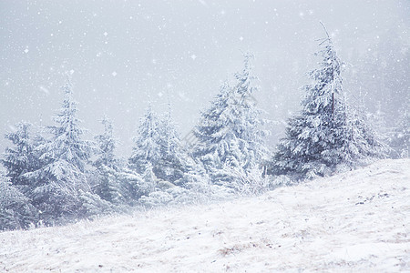 冬季风景 山上有雪卷毛树 森林 冰 冷杉 自然图片