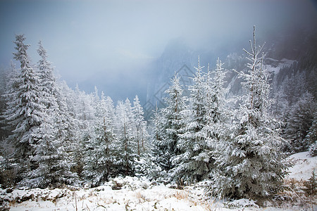 冬季风景 山上有雪卷毛树 季节 节日 圣诞节 霜图片