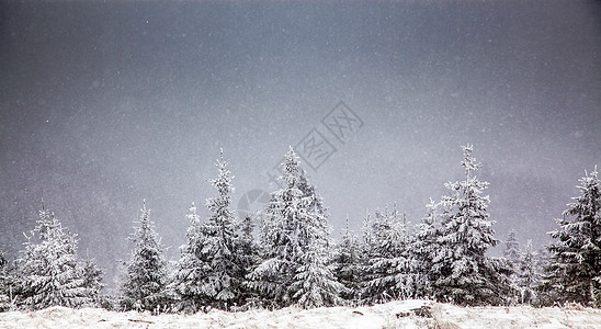 冬季风景 山上有雪卷毛树 松树 美丽的 假期图片