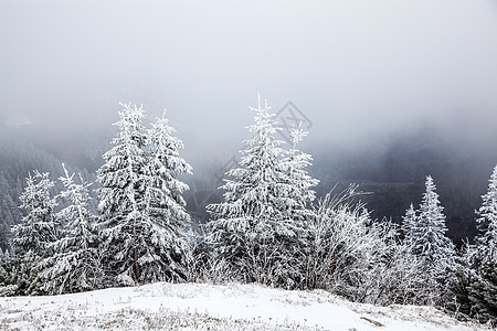 冬季风景 山上有雪卷毛树 雪花 圣诞节 松树 冬天图片