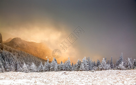 冬季风景 山上有雪卷毛树 天气 圣诞节 雪花 冷杉图片