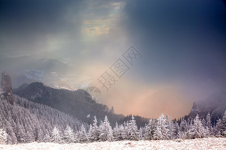 冬季风景 山上有雪卷毛树 冬天 圣诞节 蓝色的图片