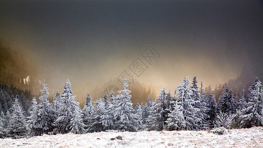 冬季风景 山上有雪卷毛树 蓝色的 冰 喀尔巴阡山脉 美丽的图片