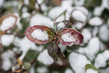 冬天在绿植物上下雪 冷杉 雪花 针叶 假期 天气图片