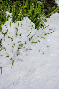 冬天绿草上白雪 寒冷的 自然 冰冷的 新鲜的 白色的图片