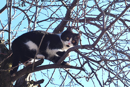 树枝上的小猫看世界 冬天 圣诞节 假期 猫咪 虎斑图片