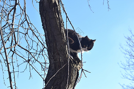 树枝上的小猫看世界 婴儿 好玩的 可爱的 猫咪 甜的图片