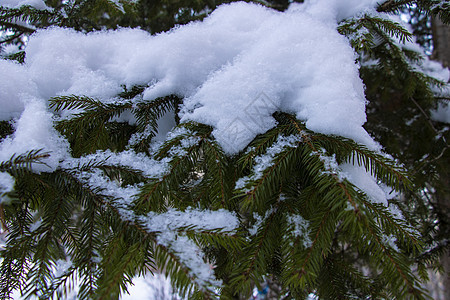 圣诞绿花生树 白雪清新背景图片