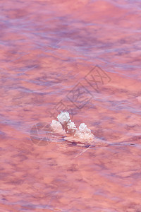 西澳大利亚州Gregory旁边粉红湖下粉红色水中的盐晶体图片